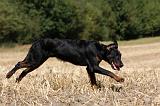 BEAUCERON 750